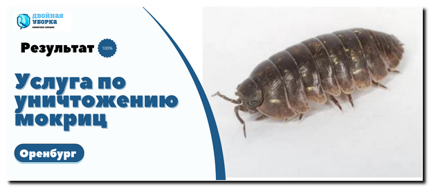 уничтожение мокриц в Оренбурге